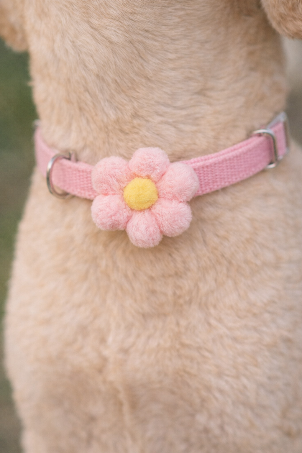Collar